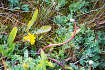 Dandelions (Taraxacum officiniale) growing on South Georgia in the Southern Ocean. A non native invasive plant species that has spread rapidly and isout competing native species. They arrived when Nor...
