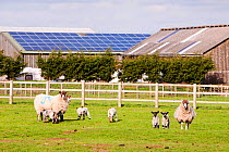 A 35 Kw solar panel system on a barn roof on a farm in Leicestershire, UK with sheep and lambs in the foreground. March 2012
