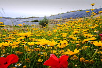 Wildflowers and a photo voltaic solar power station near Lucainena de las Torres, Andalucia, Spain. May 2011