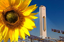 Sunflower next to the PS20 solar thermal tower, the only such working solar tower currently in the world. Sanlucar La Mayor, Andalucia, Spain. May 2011