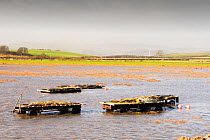 Shrimp fishermen's trailers inundated by flood water during an exceptionally high tide near Cark in Cartmell on Morecambe Bay, Cumbria, England, UK. February 2014