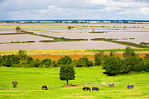 The Breach at Alkborough. This is a break in the sea defences flooding farmland to create 150 hectares of wetland protecting urban  Humber Estuary, Eastern England, UK August 2008