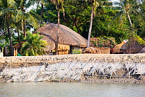 Coastal flood defences in the Sunderbans, a low lying area of the Ganges Delta in Eastern India, that is very vulnerable to sea level rise. The houses behind the embankment are lower than the high tid...