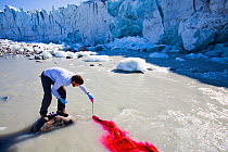 Scientist using dye tracing techniques as part of a study to measure the speed of the Russell Glacier, near Kangerlussuag Greenland. July 2008