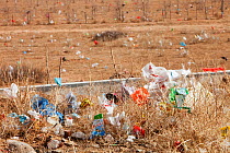 Plastic rubbish blowing across the desert landscape of Inner Mongolia, China. March 2009