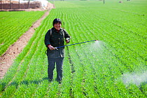 Woman, wearing no protection, spraying pesticide onto wheat crop near Hangang in northern China. March 2009