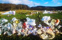 Plastic bags blown from a landfill site in Barrow in Furness, Cumbria, England,UK.