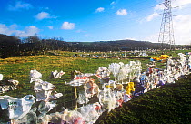 Plastic bags blown from a landfill site in Barrow in Furness, Cumbria, England, UK.