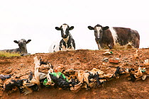 Cows at edge of eroded cliff in Walney Island, where erosion has revealed buried landill, Barrow in Furness, Cumbria, England, UK. June 2008