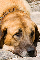 Sheep dog wearing nail studded collar for protection from wolves.  Picos de Europa National Park, Spain, June 2005