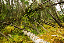 A 'Drunken forest' in Fairbanks, Alaska where trees are collapsing into the ground due to global warming induced permafrost melt.  Alaska, USA, September 2004
