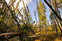 A 'Drunken forest' in Fairbanks, Alaska where trees are collapsing into the ground due to global warming induced permafrost melt.  Alaska, USA, September 2004