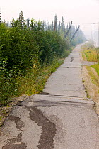 Pavement in Fairbanks Alaska collapsing into the ground due to global warming induced permafrost melt. Alaska, USA. August 2004