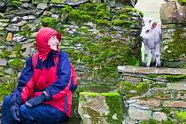 Inquisitive young lambs peak through a stile in a drystone wall Yorkshire Dales National Park. April 2005