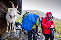 Walkers on the Tour Du Mont Blanc share shelter from heavy rain with a goat on the Col Du Bonhomme near Les Contamines, French Alps. France. August 2014