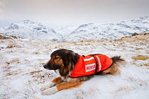 A SARDA (Search and Rescue Dog Association) dog on a search for a missing walker, Lake District, England, UK. February 2009