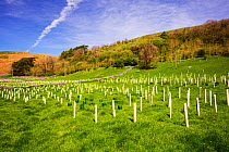 Woodland restoration and tree planting in Littondale, Yorkshire,Dales, UK. May 2014.