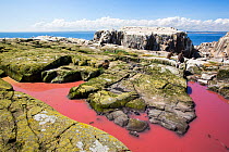 Pool coloured red from algae that have been fertilized by seabird guano on the Farne Islands, Northumberland, England, UK. July.
