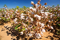 Cotton bushes, a water hungry crop in Wasco in the Central Valley of California following the four-year-long drought in the Western USA. Many farms have run out of water, and  428,000 acres of farmlan...