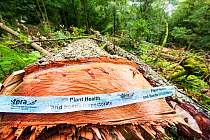Cut stumps of  Larch trees infected by Phytophera ramorum, a disease that infects Oaks and Larch Trees (Larix decidua). The Larch trees have been felled to try and contain the spread of the disease. G...
