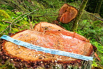 Cut stump of Larch Trees infected by Phytophera ramorum, a disease that infects Oaks and Larch Trees (Larix decidua). The Larch trees have been felled to try and contain the spread of the disease. Gra...