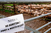 Dead Sheep - culled during foot and mouth disease outbreak in North Cumbria, UK. 2001