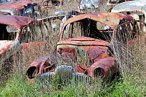 Flynns wrecking yard with cars going back to the 1920's, near Cooma in New South Wales, Australia. February 2010.