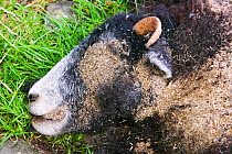 Maggots on a dead sheep