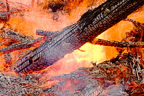 Trees in plantation burning in forest fire, Egremont, Cumbria, England, UK, August 2006.