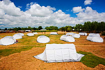 Refugee camp with white tents, set up for people displaced after the January 2015 floods, near Mulanje, Malawi, March 2015.