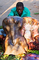 Malawian man butchering a Hippopotamus (Hippopotamus amphibius) near Chikwawa, Malawi. March 2015.