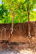Trees with surrounding soil washed away to expose roots during the January 2015 flooding, near Chikwawa, Malawi. March 2015.