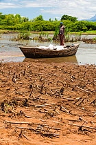 Boat ferrying food supplies across flooded farmland near Mulanje, with maize crops destroyed by the floods in the foreground. Malawi, March 2015.