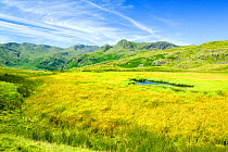 Upland tarn above the Langdale Valley, Lake District, England, UK, July.