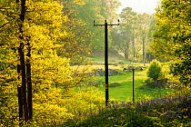 Electricity wires running through woodland near Ambleside in the Lake District, England, UK. May.
