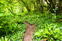 The South West Coast path in a wooded section of the undercliff, between Seaton and Lyme Regis. Jurassic Coast UNESCO World Heritage Site, Dorset, England. UK, June.