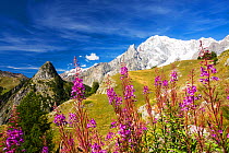 Rosebay willowherb (Chamaenerion angustifolium) in front of Mont Chetif and the Mont Blanc range, from Refuge Bertone, above Courmayeur, Italy. August 2014.