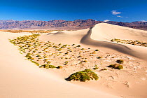 The Mesquite flat sand dunes in Death Valley. Death Valley is the lowest, hottest, driest place in the USA, with an average annual rainfall of around 2 inches, some years it does not receive any rain...