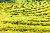 Farmers field with grass cut for hay. Climate change has resulted in a longer growing season for grass, allowing farmers to crop it more often. Kendal, Cumbria, UK, June 2009.
