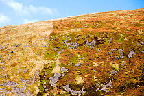 Example of how sheep grazing affects moorland vegetation. This shot is taken above Megget Reservoir near Broad Law in the Southern Uplands of Scotland. On the right of the fence is a nature reserve wh...