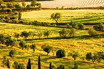 Traditional agriculture in evening light. with small fields growing cereal, interspersed with fruit trees, in La Calahorra, Andalucia, Spain, May 2011.