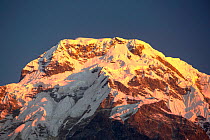 Alpenglow at sunrise on Annapurna South, Nepelese Himalayas, Nepal, December 2012.