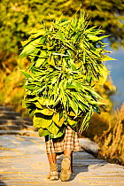 Woman carrying a load of foliage from the surrounding forest to feed goats and cows. Annapurna, Himalayas, Nepal, December 2012