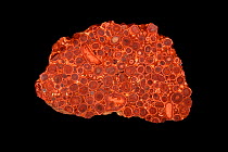 Bauxite,  an amorphous clayey rock that is the chief commercial ore of aluminum. From Weipa, Cape York peninsula, Queensland , Australia