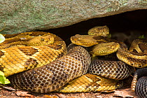 Timber rattlesnakes (Crotalus horridus), gravid females basking to bring young to term, Pennsylvania