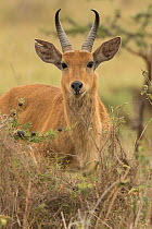 Bohor reedbuck (Redunca redunca), Nairobi National Park, Kenya