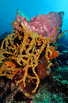 Green finger sponge (Iotrochota birotulata), with colonies of Golden zoanthids (Parazoanthus swiftii), on Netted barrel sponge (Verongula gigantea), on coral reef Klein Bonaire, Bonaire, Leeward Antil...