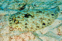 Peacock flounder (Bothus lunatus), camouflaged on sandy sea bed Bonaire, Leeward Antilles, Caribbean.