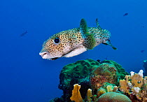 Porcupinefish (Diodon hystrix) on coral reef Klein Bonaire, Bonaire, Leeward Antilles, Caribbean.
