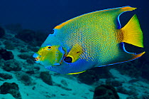 Queen angelfish (Holacanthus ciliaris) Bonaire, Leeward Antilles, Caribbean.